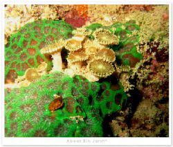 Musandam, Oman by Abeer Bin Jarsh 